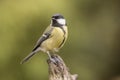 Great Tit, Parus major. Very common bird.