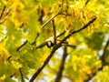 Parus major - Great tit on an oak branch in springtime Royalty Free Stock Photo