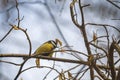 Parus Major on a nutwood branch