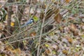 Parus major sitting Royalty Free Stock Photo