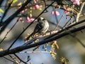 Parus minor Japanese tit in a cherry tree 1 Royalty Free Stock Photo