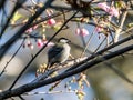 Parus minor Japanese tit in a cherry tree 2 Royalty Free Stock Photo