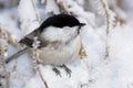 Parus montanus, Willow Tit