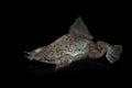 Parva's Venezuela toad, Pipa parva, isolated on white Royalty Free Stock Photo