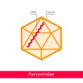 Parvoviridae. Classification of viruses.