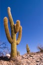 Pasacana Cactus Royalty Free Stock Photo