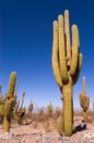 Pasacana Cactus