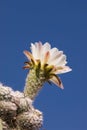 Pasacana Cactus Blossom