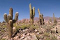Pasacana Cactus in Northern Argentina Royalty Free Stock Photo
