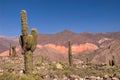 Pasacana Cactus in Northern Argentina Royalty Free Stock Photo