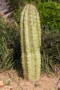 Pasacana tree cactus Royalty Free Stock Photo