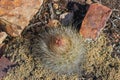 Pasakana cactus plant, known as Echinopsis formosa (Pfeiff.) Jacobi ex Salm-Dyck, belongs to the plant family Cactaceae