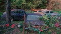 Pasanauri, Georgia - 06.10.2018: Old rusted out scrap retro cars that has been abandoned in forest woods