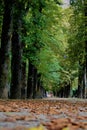 Camprodon in autumn. Passeig de la Font nova