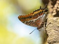 Pasha Beautiful butterfly on trunk