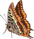 Pasha Butterfly Illustration