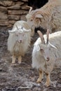 Pashmina goats Royalty Free Stock Photo