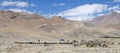 Pashmina goats in Ladakh, India