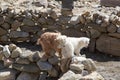 Pashmina goats in Ladakh, India