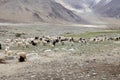 Pashmina goats in Ladakh, India