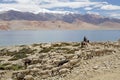 Pashmina goats and shepherd in Ladakh, India