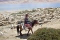 Pashmina goats and shepherd in Ladakh, India Royalty Free Stock Photo