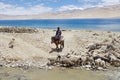 Pashmina goats and shepherd in Ladakh, India