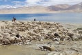 Pashmina goats and shepherds in Ladakh, India