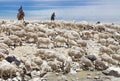 Pashmina goats and shepherds in Ladakh, India
