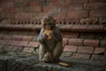 Hindu Rhesus Monkey - Kathmandu, Nepal