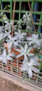 Pasighat, Arunachal Pradesh- 05 July 2020: A beautiful Ghost Plant Succulent hanging in a pot.