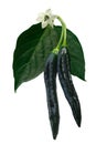 Pasilla Bajio chilaca pepper, path Royalty Free Stock Photo