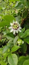 Pasion fruit flowers with plant