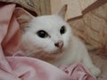 PasirMas, Kelantan- a white cat is hiding behind the window curtains. trying to put on an innocent face. Royalty Free Stock Photo