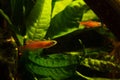 Paska`s blue eye, young and colorful adults, popular freshwater ornamental dwarf fish enjoy life in European planted blackwater