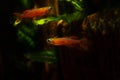 Paska`s blue eye, young and colorful adults, popular freshwater ornamental dwarf fish in European planted blackwater aqua
