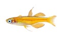 Paskai paska's blue-eye rainbowfish - pseudomugil paskai aquarium fish red neon
