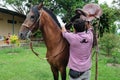 Paso fino horse Royalty Free Stock Photo