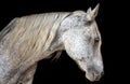 Paso fino horse on black Royalty Free Stock Photo
