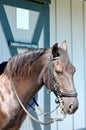 Paso Fino Horse Royalty Free Stock Photo