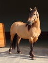 Paso Fino horse portrait in stud farm