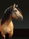 Paso Fino Horse Portrait In Stud Farm