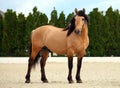 Paso Fino horse snow Royalty Free Stock Photo