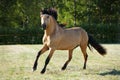 Paso fino horse stallion galloping free in summer ranch