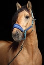 Paso fino horse stallion portrait