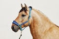 Paso fino horse stallion portrait