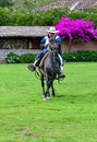 Paso Peruvian horse-Wayra Urubamba - Peru 46