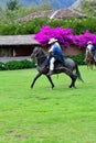 Paso Peruvian horse-Wayra Urubamba - Peru 48