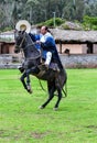 Paso Peruvian horse-Wayra Urubamba  - Peru 50 Royalty Free Stock Photo