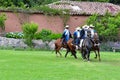 Paso Peruvian horse-Wayra Urubamba  - Peru 57 Royalty Free Stock Photo